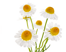 Load image into Gallery viewer, Chamomile Extract
